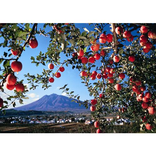 りんごジュース　青森　希望の雫品種ブレンド瓶　1000ml瓶×6本入 |  | 11