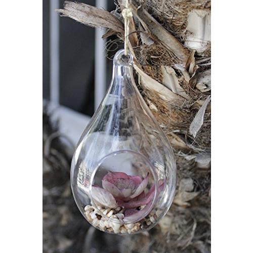 【24時間以内発送】 Natures Mark 3パック 高さ6インチ フェイク多肉植物 ティアドロップ吊り下げガラス 【L2001159307】(10318円)