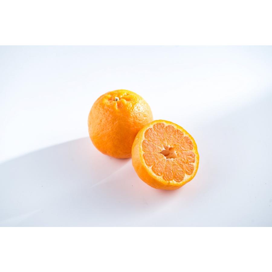 ポンカン（家庭用）訳あり 10kg JAえひめ南 産地より直送【2026年1月