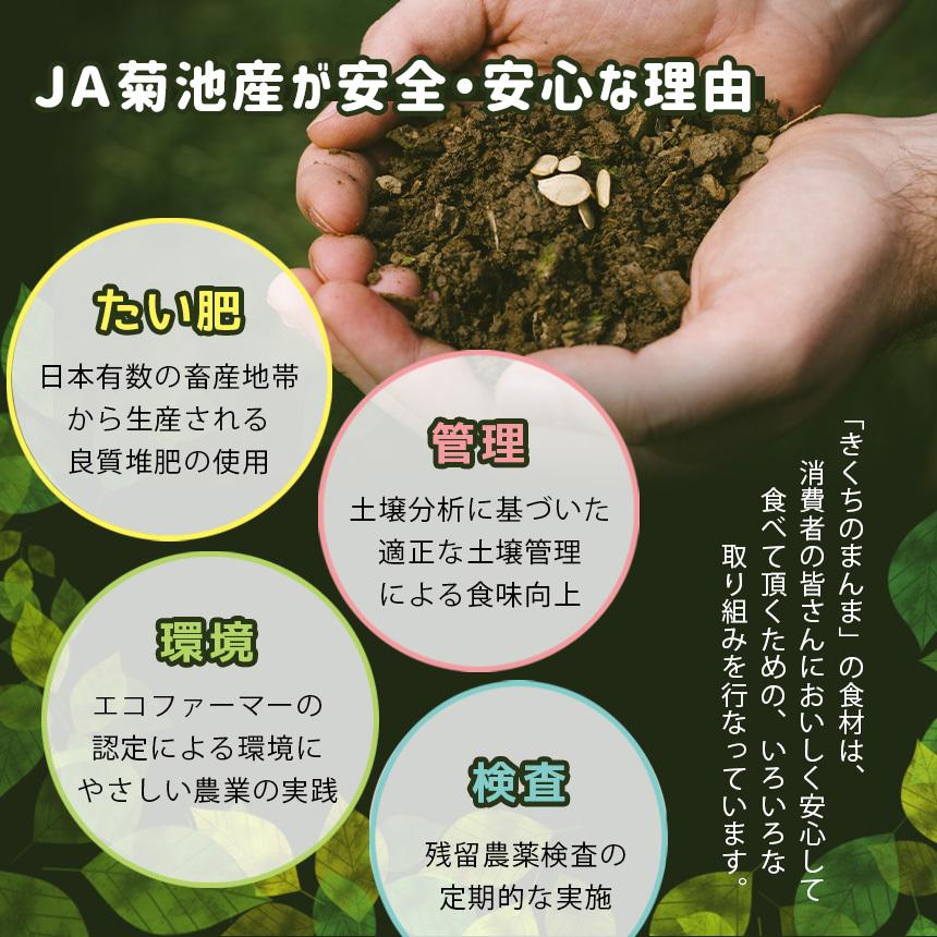 お米と野菜詰め合わせ【店長厳選！きくちのまんま野菜&お米のセット】野菜5品目~8品目 七城のこめ2kg JA 菊池 熊本県産 旬 九州 新鮮宅配 送料無料 |  | 07