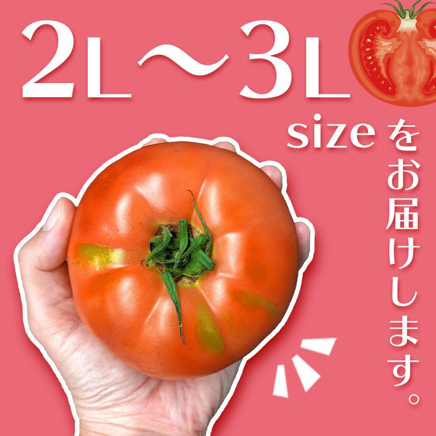 今井アレクサンドル　トマト③ 熊本県産 アンジェレ ミニトマト 3kg (1kg×3箱) : JA熊本経済連