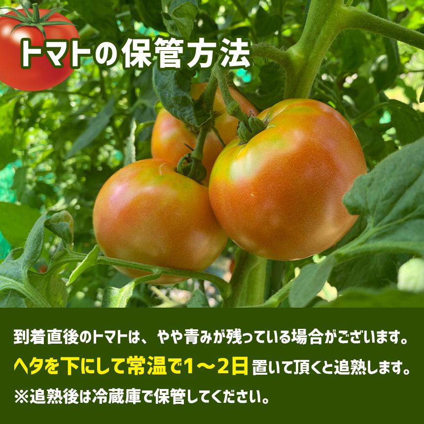 JA阿蘇 阿蘇トマト 3kg (1kg×3箱) 2L〜3L 秀品 1箱あたり5玉〜4玉 大玉