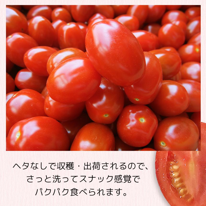 トマトさま専用！テマナシェイプ　2箱＋1個オマケ 熊本県産 アンジェレ ミニトマト 2kg (1kg×2箱) 野菜 国産 家庭用 贈答