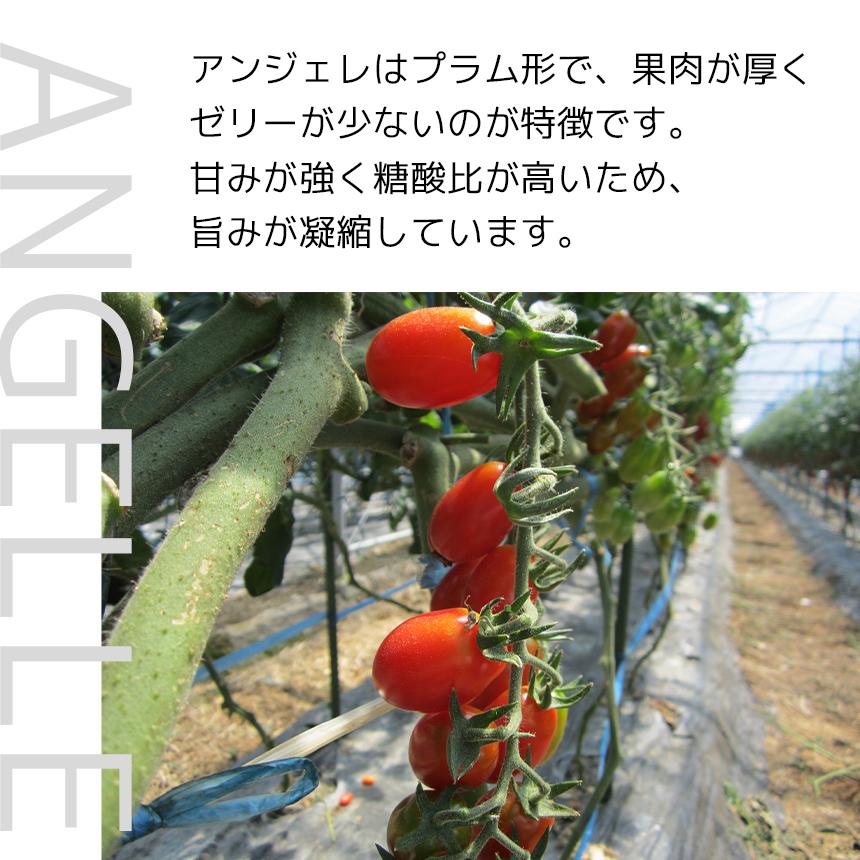 熊本県産 アンジェレ ミニトマト 3kg (1kg×3箱) : JA熊本経済連