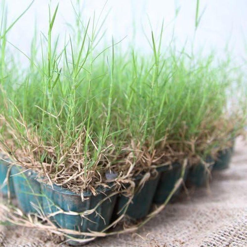 【訳あり品】 ティフトン芝 125ポットセット 西洋芝 暖地型芝 バミューダグラス スポーツターフ 【2081769855】(10741円)