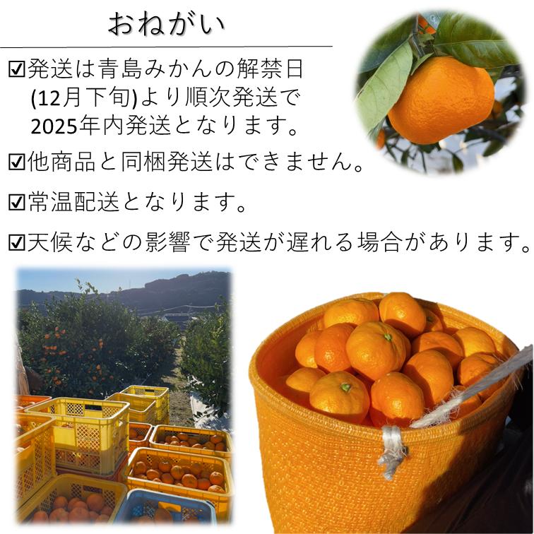 送料無料！ おすすめ 予約注文 12月発送 青島みかん 青秀 秀 Lサイズ