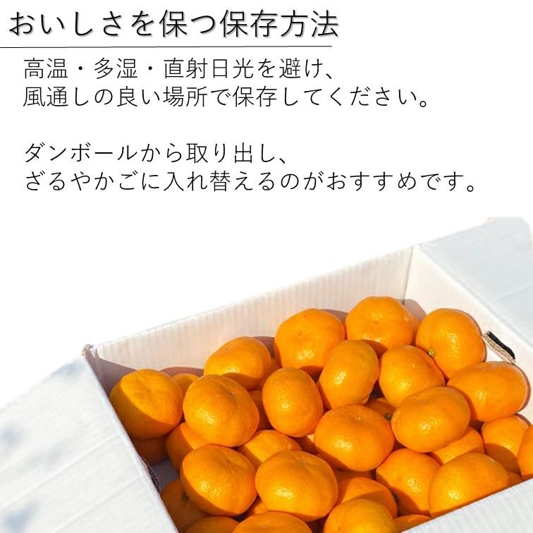 送料無料！ おすすめ 予約注文 12月発送 青島みかん 青秀 秀 2Lサイズ