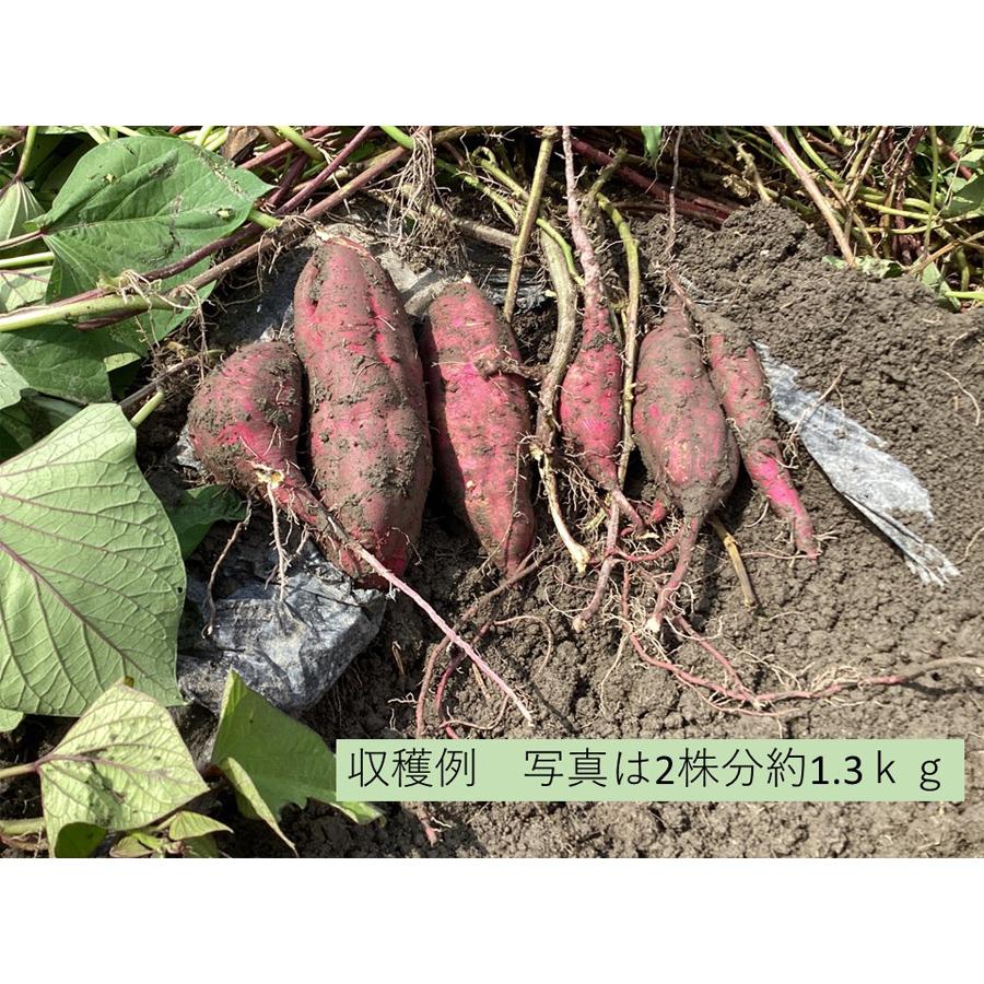 好評につき15日（土）9：00の回追加】【令和7年11月8日（土）開催