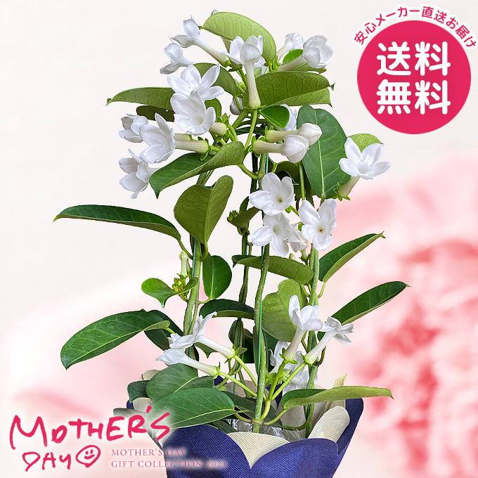 母の日 21 花 鉢植え プレゼント ギフト マダガスカルジャスミン 4号 花鉢 鉢花 生花 おしゃれ かわいい 人気 ジャパンギフト Paypayモール店 通販 Paypayモール