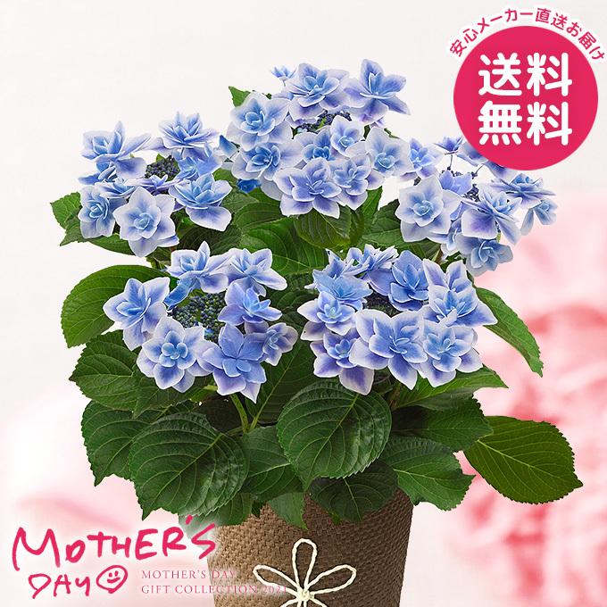 母の日 21 花 紫陽花 あじさい 鉢植え プレゼント ギフト あじさい コンペイトウ 花鉢 鉢花 生花 おしゃれ かわいい 人気 ジャパンギフト Paypayモール店 通販 Paypayモール