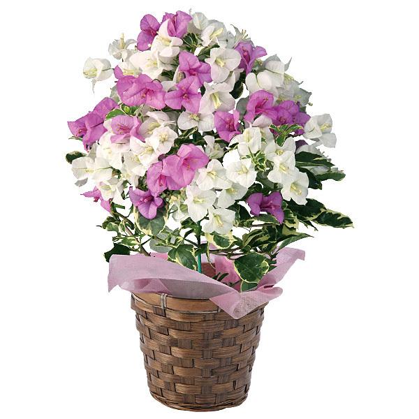 母の日 21 花 鉢植え プレゼント ギフト ブーゲンビリア ブルーハワイ 4号 花鉢 鉢花 生花 おしゃれ かわいい 人気 ジャパンギフト Paypayモール店 通販 Paypayモール