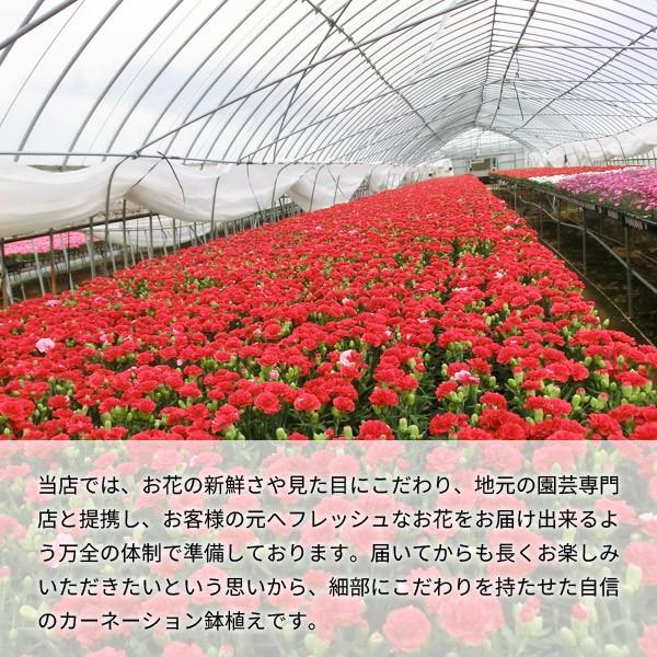 母の日 花 プレゼント カーネーション 母の日ギフト 2024 鉢植え 4号鉢 鉢花 花鉢 生花｜japangift｜10