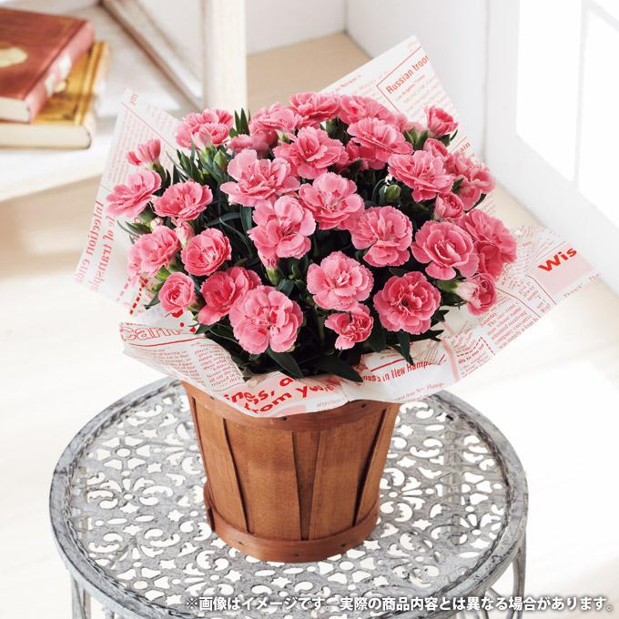 母の日 ギフト プレゼント 2025 花 カーネーション 鉢植え 花鉢 母の日 ギフト プレゼント 2025 花 カーネーション 鉢植え 花鉢