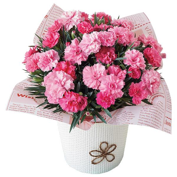 母の日 22 早割 プレゼント 花 鉢 ギフト セット スイーツ カーネーション 鉢植え アイラブユー 4号と東京ラスク ヘーゼルナッツカフェプラリネbox 8枚 鉢花 のし 包装紙 ラッピング 選択不可