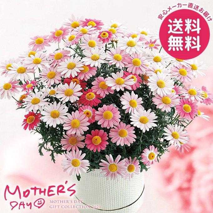 母の日 21 花 鉢植え プレゼント ギフト マーガレット鉢植え ストロベリーホイップ 花鉢 鉢花 生花 おしゃれ かわいい 人気 ジャパンギフト Paypayモール店 通販 Paypayモール