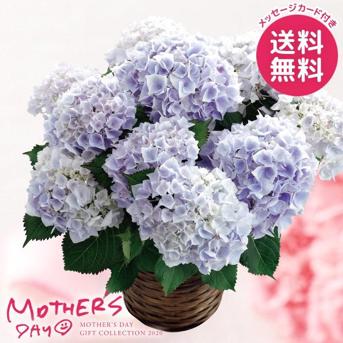 母の日ギフト 鉢植え プレゼント 花 ギフト アジサイ ラ ベッラ 花鉢 鉢花 生花 Sh67 26 ジャパンギフト 通販 Yahoo ショッピング