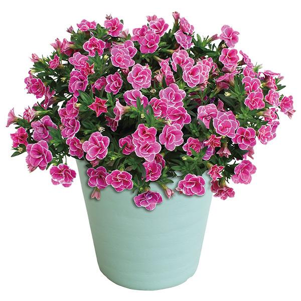母の日 21 花 鉢植え プレゼント ギフト スーパーベル鉢植え マミーリップル 花鉢 鉢花 生花 おしゃれ かわいい 人気 ジャパンギフト Paypayモール店 通販 Paypayモール