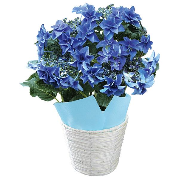 母の日 21 あじさい 花 鉢植え プレゼント ギフト 色移りアジサイ鉢植え フェアリーアイ ブルー 花鉢 鉢花 生花 おしゃれ かわいい 人気 ジャパンギフト Paypayモール店 通販 Paypayモール