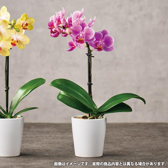 母の日 ギフト プレゼント 2025 花 鉢植え 花鉢 鉢花 生花 母の日 ギフト プレゼント 2025 花 鉢植え 花鉢 鉢花 生花