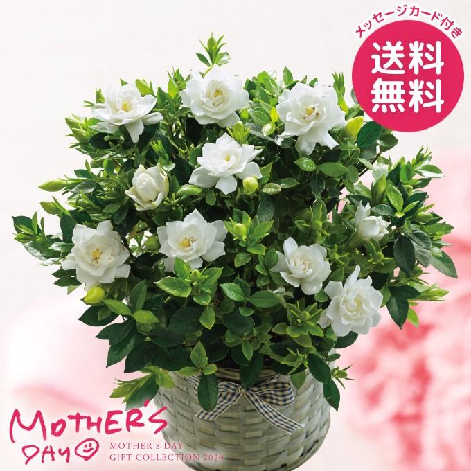 遅れてごめんね 11日以降発送 母の日ギフト 鉢植え プレゼント 花 ギフト ガーデニア 花鉢 鉢花 生花 Sh6722 37 ジャパンギフト 通販 Yahoo ショッピング