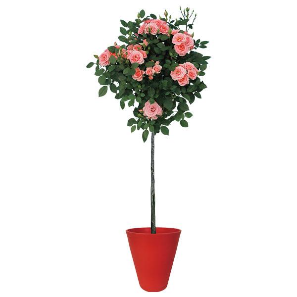 母の日 21 花 鉢植え プレゼント ギフト ロイヤルピンク 薔薇スタンド仕立て 花鉢 鉢花 生花 おしゃれ かわいい 人気 ジャパンギフト Paypayモール店 通販 Paypayモール