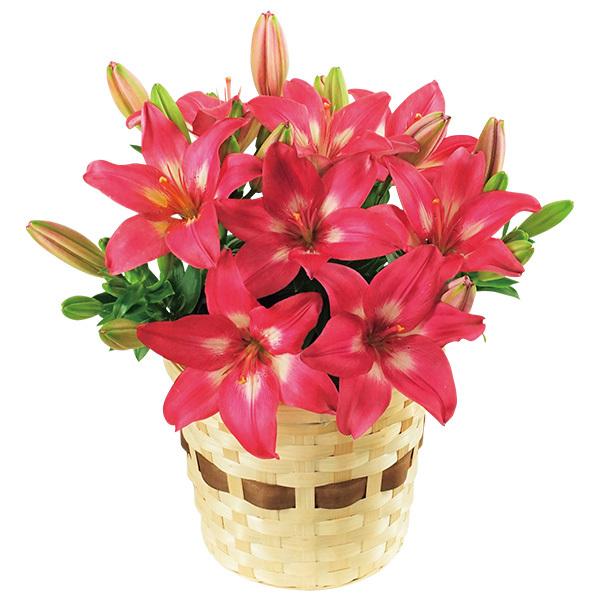 母の日 21 花 鉢植え プレゼント ギフト ユリ鉢植え ロザリン 花鉢 鉢花 生花 おしゃれ かわいい 人気 ジャパンギフト Paypayモール店 通販 Paypayモール