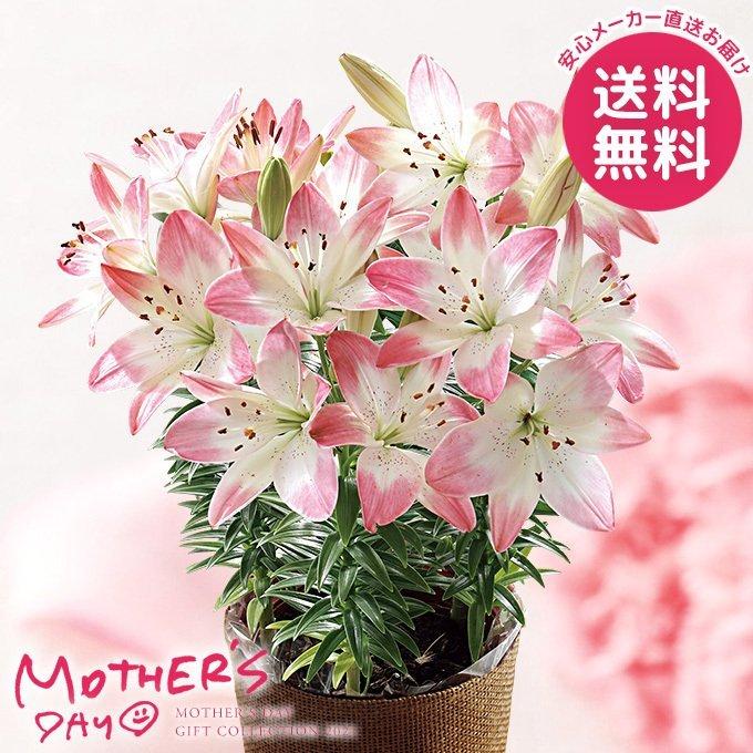 母の日 21 花 鉢植え プレゼント ギフト ユリ鉢植え シュガーラブ 花鉢 鉢花 生花 おしゃれ かわいい 人気 ジャパンギフト Paypayモール店 通販 Paypayモール