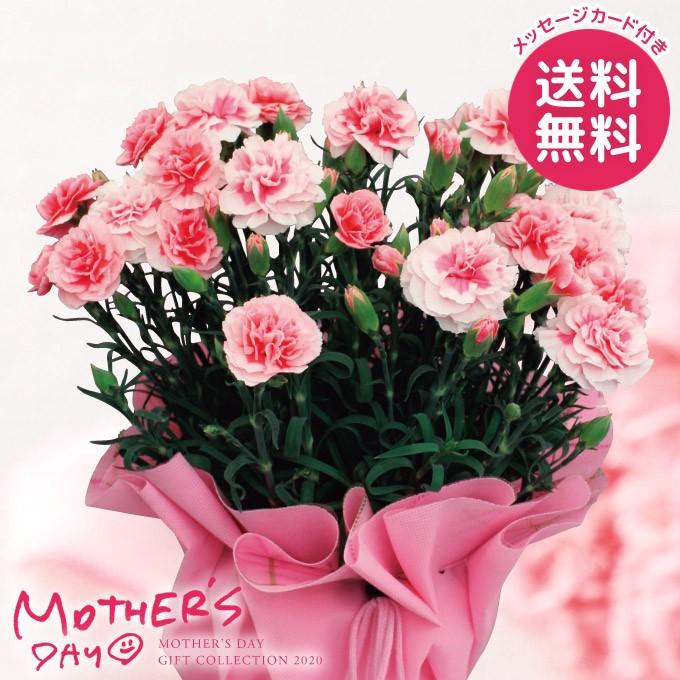 母の日ギフト カーネーション 鉢植え プレゼント 花 ギフト 桜ふろまーじゅ 花鉢 鉢花 生花 Sh6724 30 ジャパンギフト 通販 Yahoo ショッピング