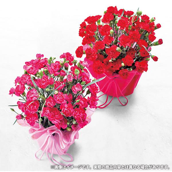 遅れてごめんね 母の日 21 カーネーション プレゼント ギフト カーネーション鉢植え 赤 花鉢 鉢花 生花 おしゃれ かわいい 人気 ジャパンギフト Paypayモール店 通販 Paypayモール