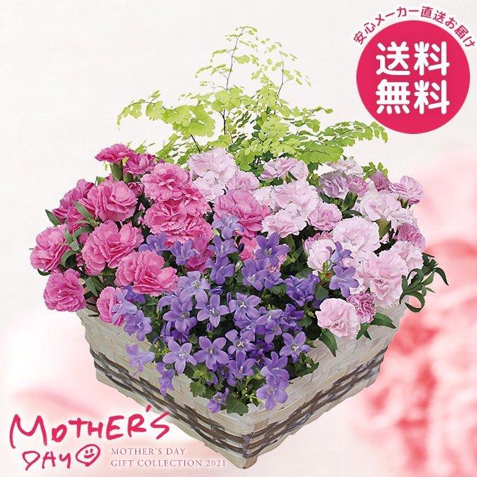 母の日 21 カーネーション プレゼント ギフト マザーズバスケット 花鉢 鉢花 生花 おしゃれ かわいい 人気 ジャパンギフト Paypayモール店 通販 Paypayモール