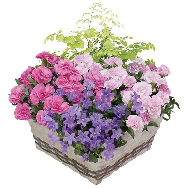 母の日 21 カーネーション プレゼント ギフト マザーズバスケット 花鉢 鉢花 生花 おしゃれ かわいい 人気 ジャパンギフト Paypayモール店 通販 Paypayモール