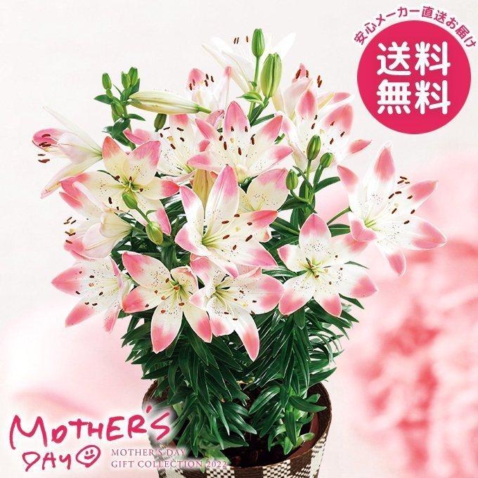 母の日 22 プレゼント 花 鉢 ユリ鉢植え シュガーラブ 5号鉢 母の日ギフト 花鉢 鉢花 生花 おしゃれ かわいい 人気 ジャパンギフト Paypayモール店 通販 Paypayモール