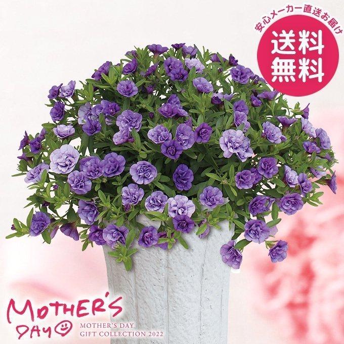 母の日 22 プレゼント 花 鉢 スーパーベル鉢植え ダブルブルー 6号鉢 母の日ギフト 花鉢 鉢花 生花 おしゃれ かわいい 人気 ジャパンギフト Paypayモール店 通販 Paypayモール