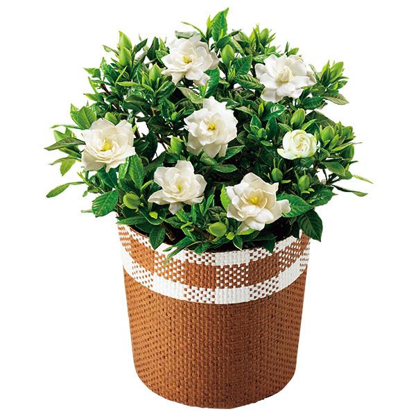 遅れてごめんね 母の日 22 プレゼント 花 鉢 ガーデニア鉢植え 5号鉢 母の日ギフト 花鉢 鉢花 生花 おしゃれ かわいい 人気 ジャパンギフト Paypayモール店 通販 Paypayモール