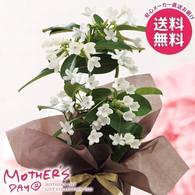 遅れてごめんね 母の日 22 プレゼント 花 鉢 マダガスカルジャスミン鉢植え 4号鉢 母の日ギフト 花鉢 鉢花 生花 おしゃれ かわいい 人気 ジャパンギフト Paypayモール店 通販 Paypayモール