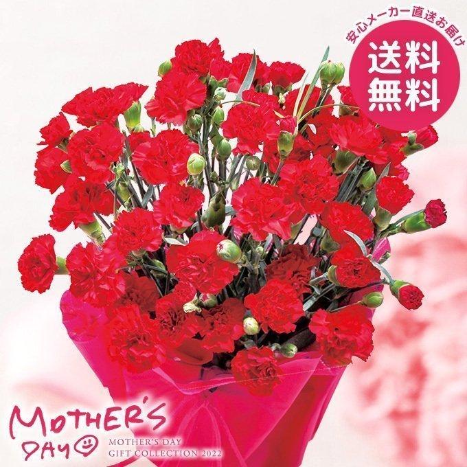 遅れてごめんね 母の日 22 プレゼント 花 鉢 ギフト カーネーション 鉢植え 赤 5号 母の日ギフト 花鉢 鉢花 生花 おしゃれ かわいい 人気 ジャパンギフト Paypayモール店 通販 Paypayモール