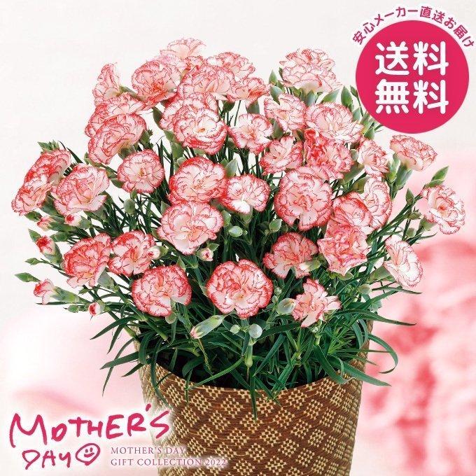 母の日 22 早割 プレゼント 花 鉢 ギフト カーネーション 鉢植え ゆきかなで 5号 母の日ギフト 花鉢 鉢花 生花 おしゃれ かわいい 人気 鉢花 他商品との同梱発送 不可 別々にお買い上げ下さい