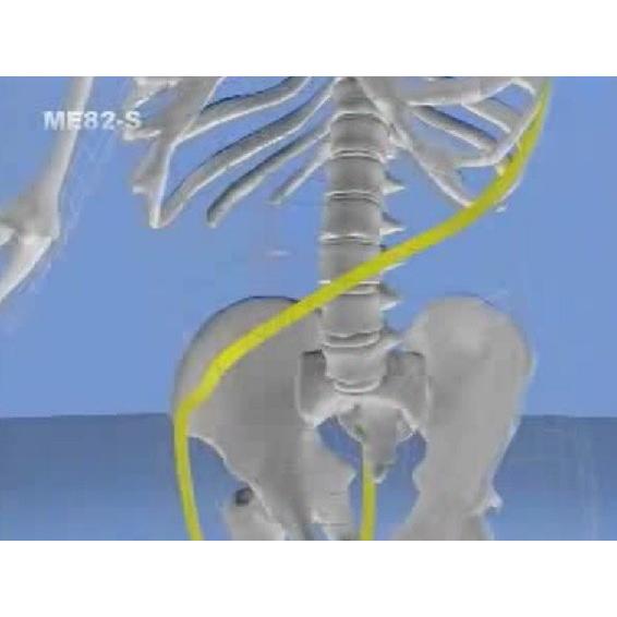 ジャパンライム Anatomy Trains アナトミー・トレイン Series2 ジャパンライム Anatomy Trains アナトミー・トレイン Series2