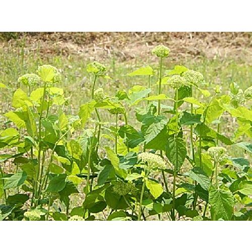 数量限定 特売 アジサイアナベル アナベル苗 ５本セットのアナベルで 自宅がアナベルのお庭に A B00koz3juo Japurica 通販 Yahoo ショッピング 日本産 Pa Indramayu Go Id