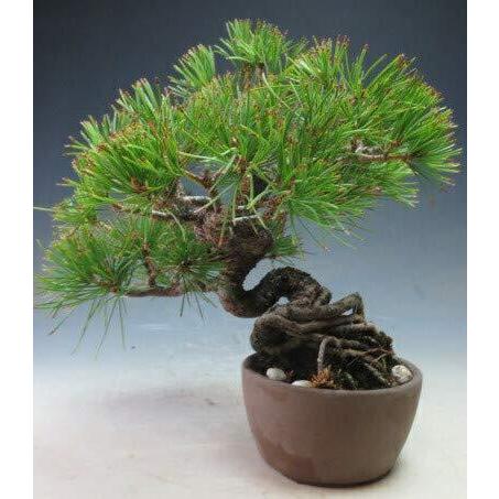 最終値下げ 盆栽 松 福島五葉松根上がりのミニ盆栽 現品 人気が高い Mobile Scotturb Com
