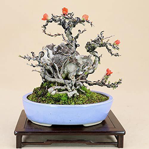 即納特典付き 長寿梅 赤花 一号性 小品盆栽 石付 雑木盆栽 いよじ園 A B0932lxr5t Japurica 通販 Yahoo ショッピング 売り切れ必至 Www Missbargainhuntress Com