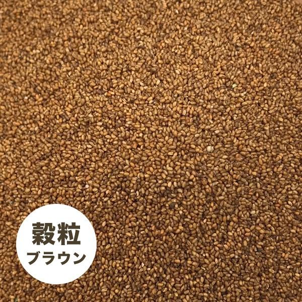 テフ 穀粒 (種子) ブラウン 500g×3個 BROWN TEFF SEEDS スーパーフード グルテンフリー 低GI オーストラリア産 殺菌済 |  | 06