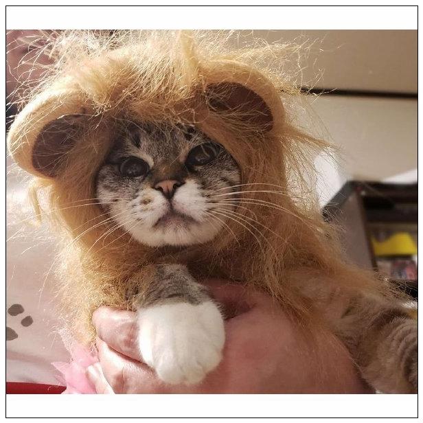 贅沢屋の 猫服 アクセサリー ペット用 コスプレ ライオン かぶり物 帽子 愛猫用 愛犬用 ライオンのかぶり物 たてがみ コスプレグッズ ペット用品 ネコ用品 イヌ用品 ねこちゃん Www Threeriversofs Com