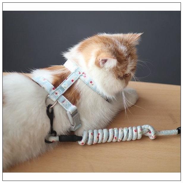 人気が高い 首輪 ハーネス 迷子札 ハーネスリード 猫用 ネコグッズ ネコ用品 ペットグッズ ペット用品 お散歩グッズ 花柄 チェリー かわいい おしゃれ 小物 雑貨 Www Threeriversofs Com