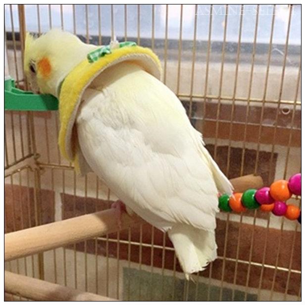 エリザベスカラー 鳥用 オウム セキセイ インコ ハト ペット用品 ペットグッズ 羽根抜き防止 マント ピンク ブルー イエロー グリーン 柔らかい Pease Lwzrn048 Jasmine Select 通販 Yahoo ショッピング