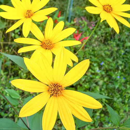 キクイモ 菊芋 イヌリン 粉末 パウダー 食物繊維 菊イモ 1袋 (140g) 送料無料|jats-store|03