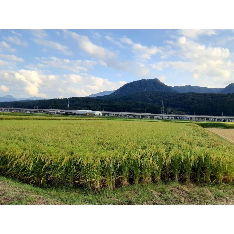 コシヒカリ お米 30kg 白米 送料無料 農家直送 新潟県糸魚川産 コシヒカリ お米 30kg 白米 送料無料 農家直送 新潟県糸魚川産