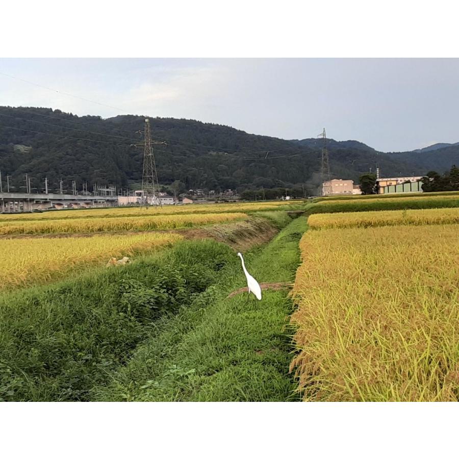 本日価格！！ お米 30kg 白米 送料無料 農家直送 新潟県糸魚川産 コシヒカリ 新米 令和5年度産 12回定期便 【JS2920268682】(103488円)