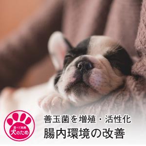 犬 サプリ 胃腸 免疫 食べて消臭 犬のため 独自の成分と効果 特許取得  天然成分100％ |  | 03