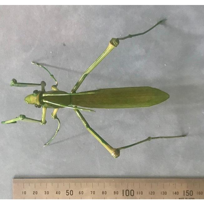 オータニ昆虫館　カマキリダーター オータニ昆虫館 カマキリダーター オータニ昆虫館 カマキリダーター